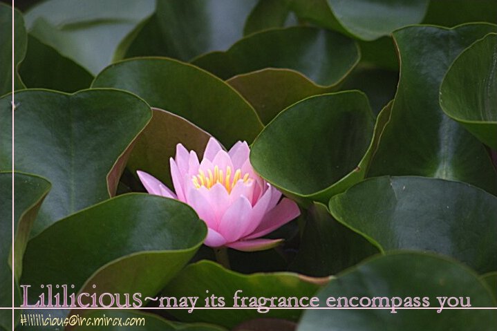 Chrysanthemum Dreams page 10 full